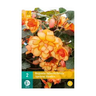 JUB Begonia Tuberhybrida Apricot Shades - 2 st. | Tuincentrum De Boet