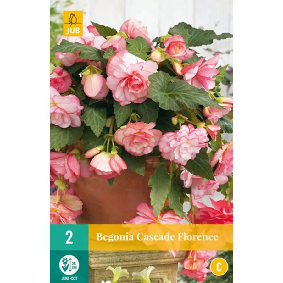 JUB Holland Begonia Cascade Florence - 2 st.