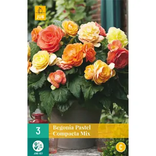 JUB Holland Begonia Pastel Compacta Mix - 3 st. | Tuincentrum De Boet