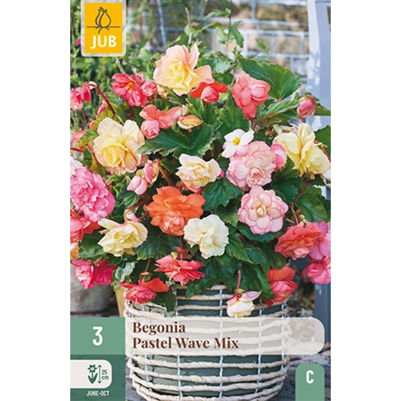 JUB Holland Begonia Pastel Wave Mix - 3 st.
