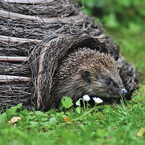 Beschutting en huisjes
