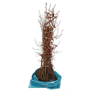 Beukenhaag 40-60 cm - afbeelding 3