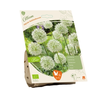 Biologische Allium Nigrum Wit 5 st.