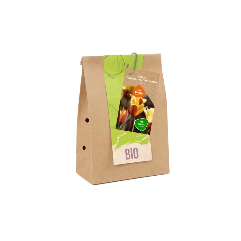 Biologische Tulp Clusiana Chrysantha 7 st.