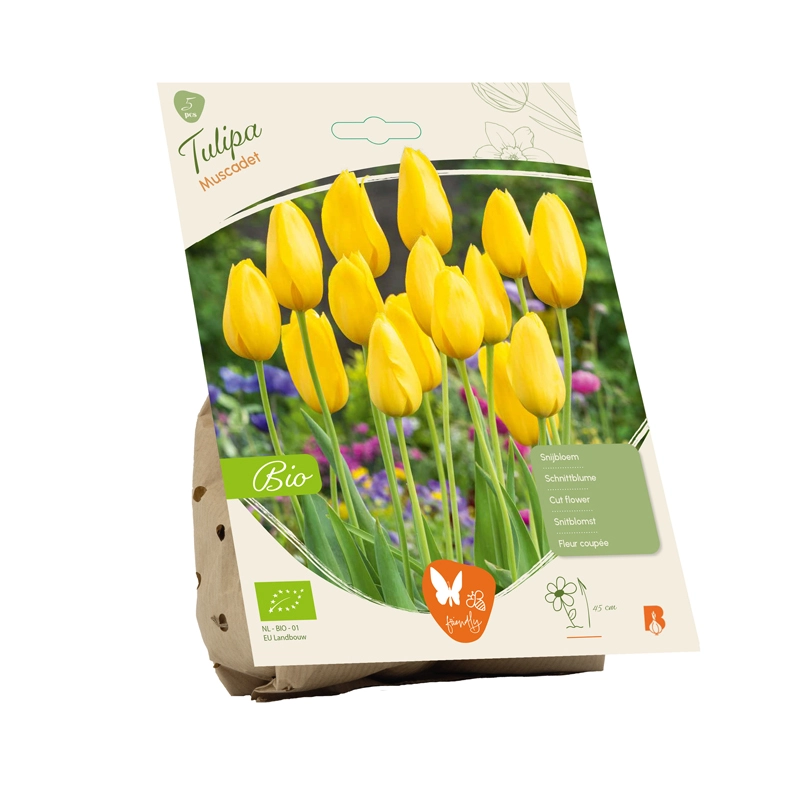 Biologische Tulp Muscadet 5 st.