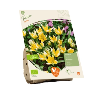 Biologische Tulp Tarda 10 st.