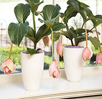 Bloeiende kamerplanten