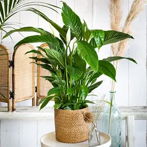 Bloeiende kunstplant