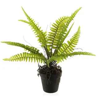 Nova Nature Boston fern in pot green 40 cm