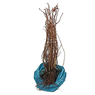 Bottelroos 40-60 cm - afbeelding 2