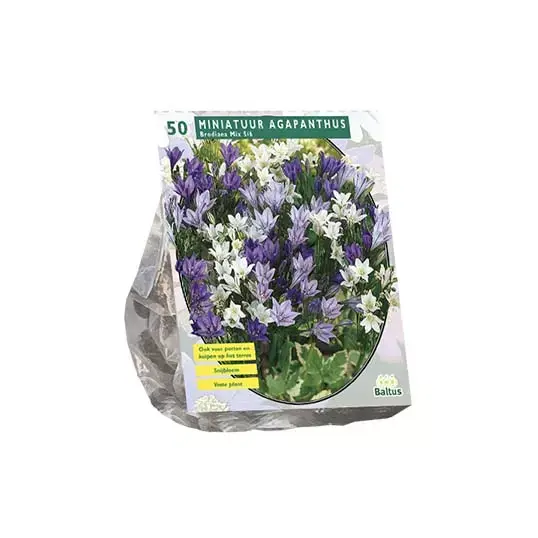 Baltus Brodiaea Mix - 50 st.