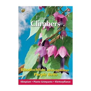 Buzzy® Climbing Flowers, Rhodochiton, Purple Bells - afbeelding 1