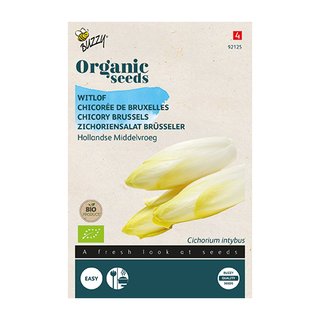 Buzzy® Organic Witlof Hollandse Middelvroeg  (BIO) - afbeelding 1