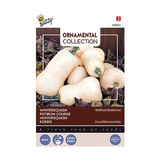 Buzzy® Ornamental Wintersquash Waltham Butternut - afbeelding 1