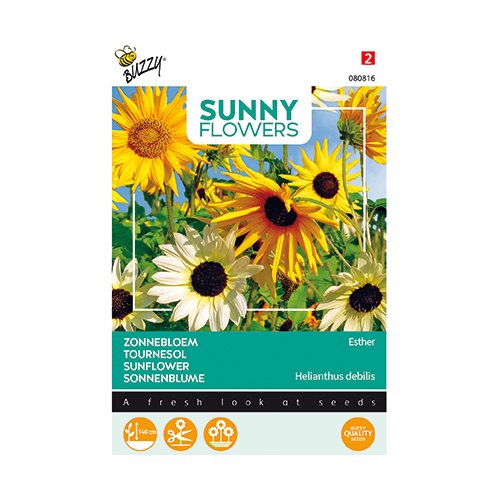 Buzzy® Sunny Flowers, Zonnebloem Esther - afbeelding 1