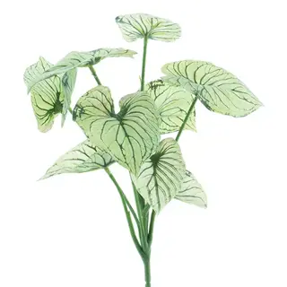 Caladium bush cream/green 32 cm