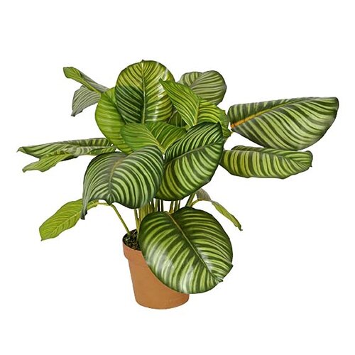 Kunst Calathea Rotundifolia - 70 cm