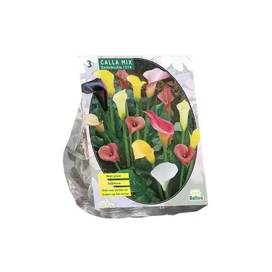 Baltus Calla Zantedeschia Mix - 3 st.