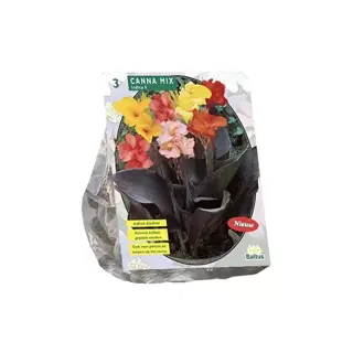 Baltus Canna Mix - 3 st.