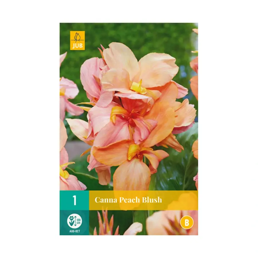 JUB Canna Peach Blush - 1 st.