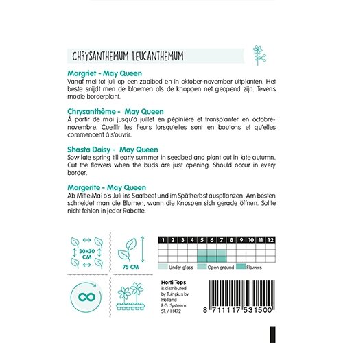 Horti Tops Chrysanthemum, Margriet May Queen - afbeelding 2