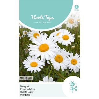 Horti Tops Chrysanthemum, Margriet May Queen - afbeelding 1