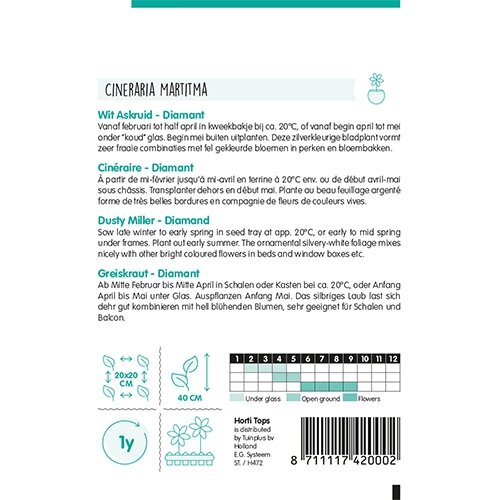 Horti Tops Cineraria, Wit Askruid Diamant - afbeelding 2