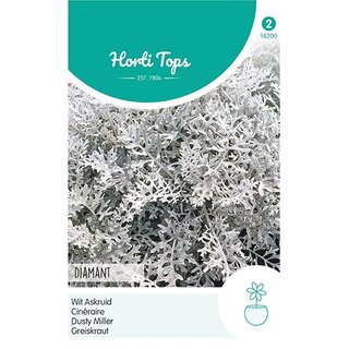 Horti Tops Cineraria, Wit Askruid Diamant - afbeelding 1