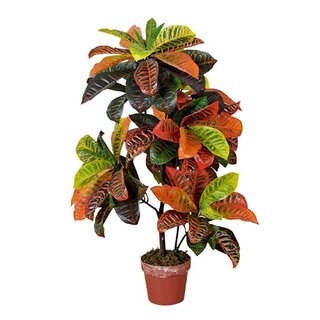 Kunst Codiaeum Variegatum - 100 cm