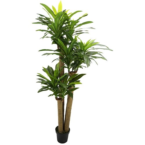 Kunst Corn Stalk Dracaena - 190 cm