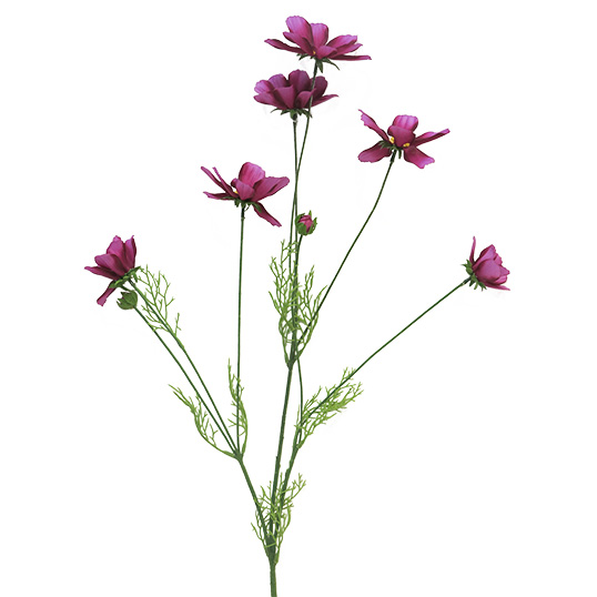 Cosmos Orion beauty 92 cm