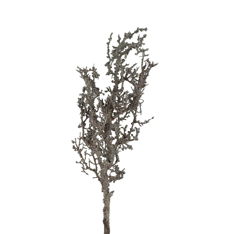 Countryfield Kunsttak Lichenes - Zwart