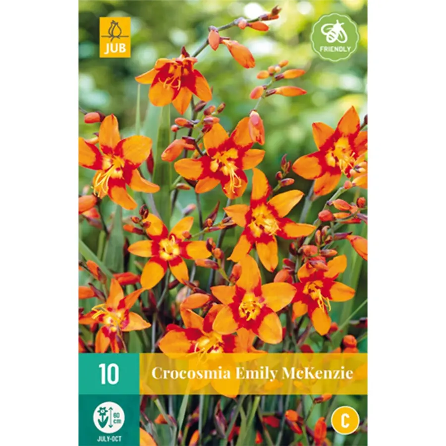 JUB Holland Crocosmia Emily Mckenzie - 10 st.