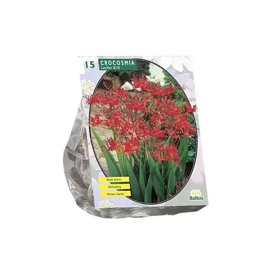 Baltus Crocosmia Lucifer - 15 st.