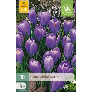 Crocus Blue Ocean 10 st.