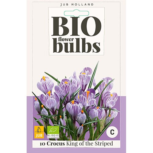Crocus King of the Striped - 10 st.