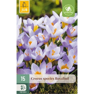 Crocus Rosalind 15 st.