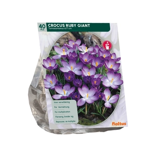Crocus Tommasinianus Ruby Giant 40 st.