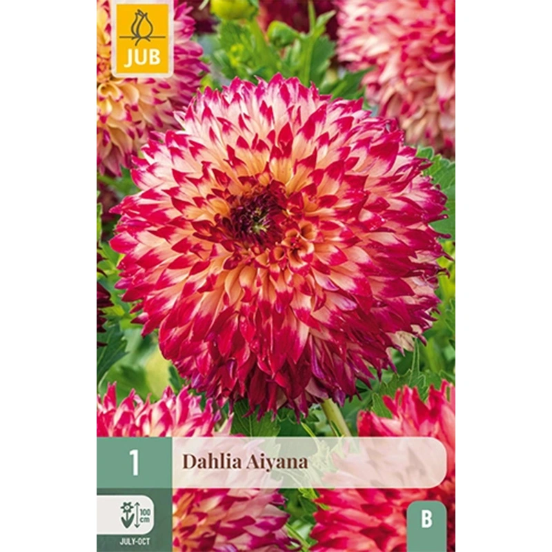 JUB Holland Dahlia Aiyana - 1 st.