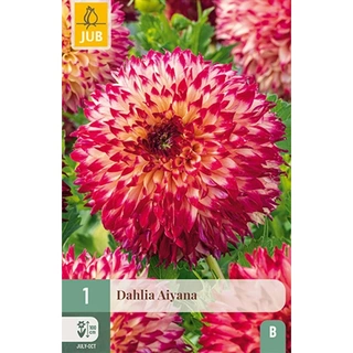 JUB Holland Dahlia Aiyana - 1 st. | De Boet