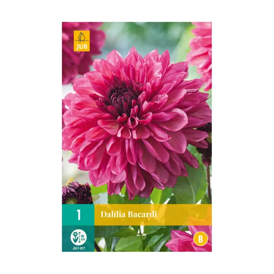 JUB Dahlia Bacardi - 1 st.