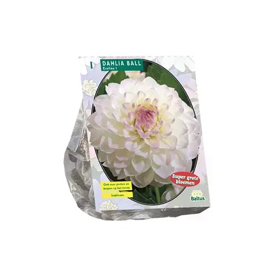 Baltus Dahlia Ball Eveline - 1 st.