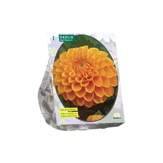 Baltus Dahlia Ball Maarn - 1 st.
