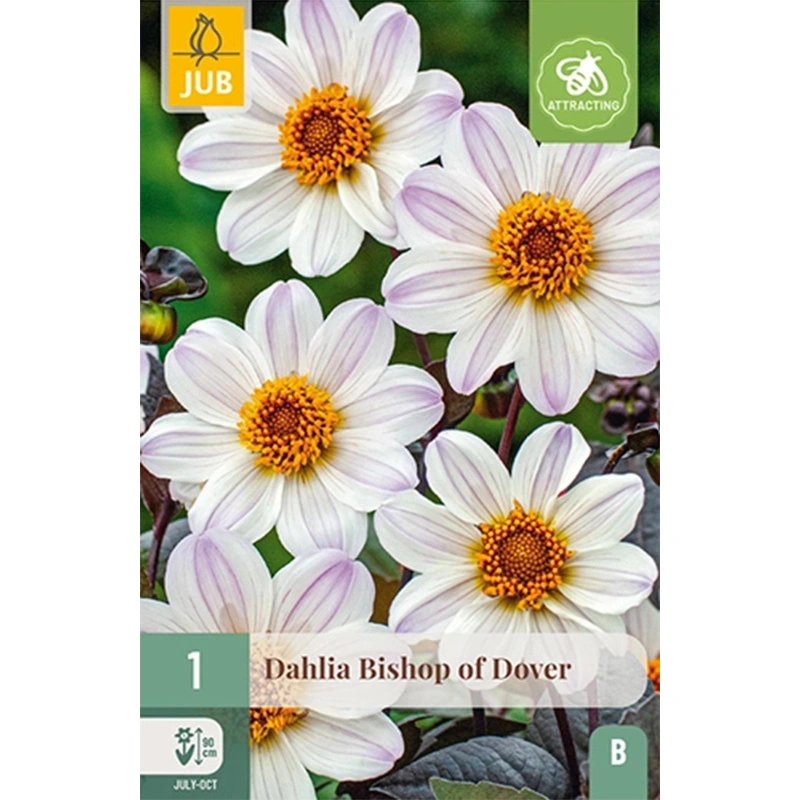 JUB Holland Dahlia Bishop of Dover - 1 st.