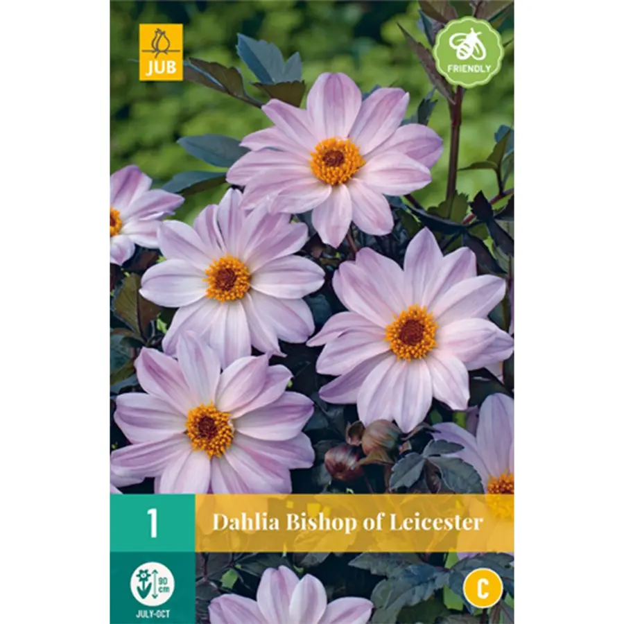 JUB Holland Dahlia Bishop Of Leicester - 1 st.