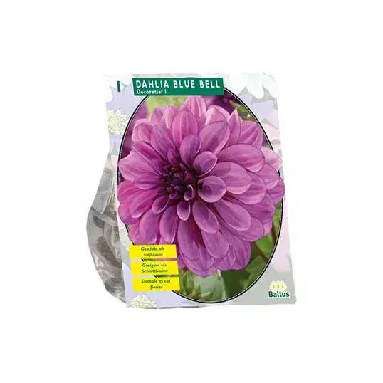 Baltus Dahlia Blue Bell - 1 st.