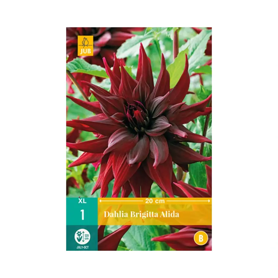 JUB Dahlia Brigitta Alida - 1 st.