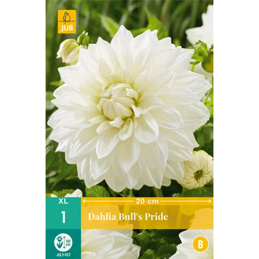 JUB Holland Dahlia Bulls Pride - 1 st.