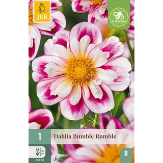 JUB Holland Dahlia Bumble Rumble - 1 st. | De Boet
