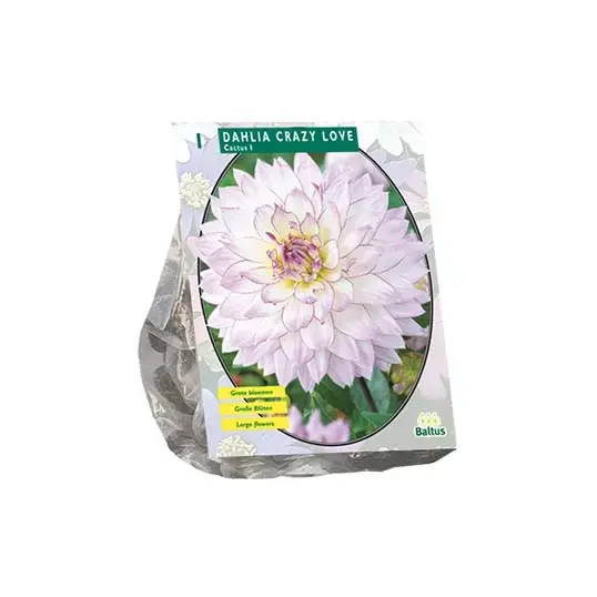 Baltus Dahlia Cactus Crazy Love - 1 st.